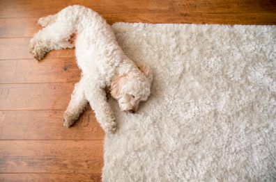 Rug vs Allergies: How to beat Spring Cleaning Allergens